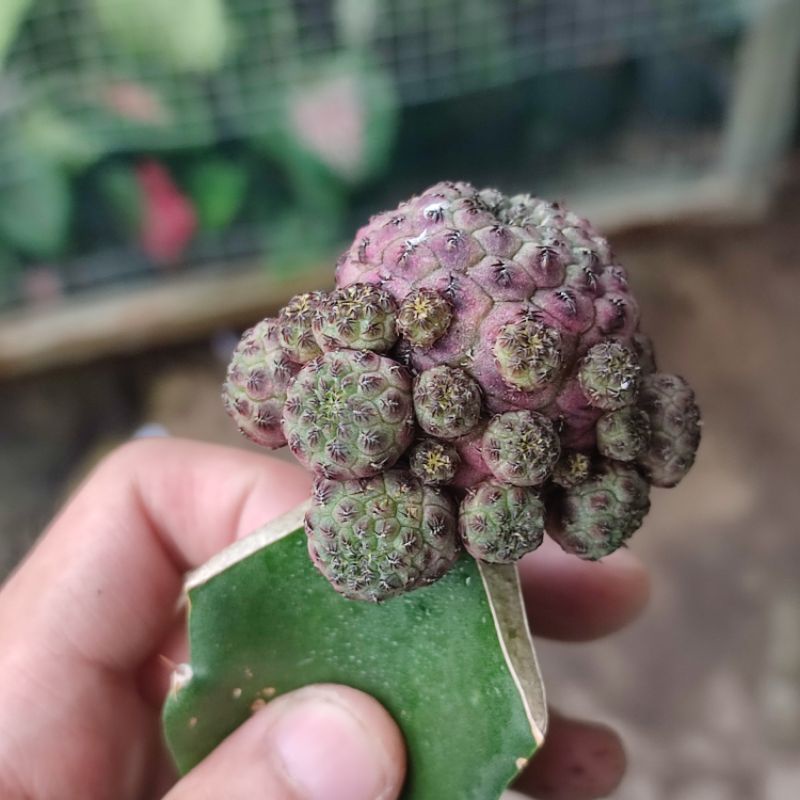 Sulcorebutia rauschii Cluster/Kaktus graft cluster