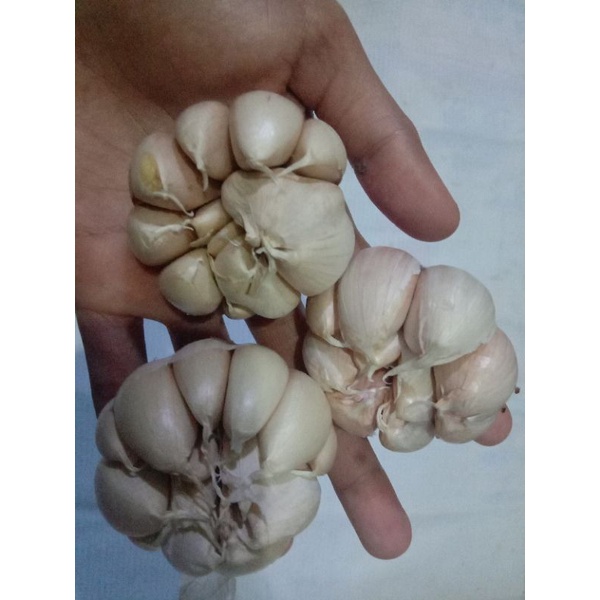 

Bawang Putih