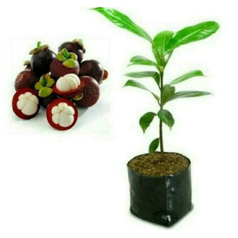 bibit manggis tanpa biji