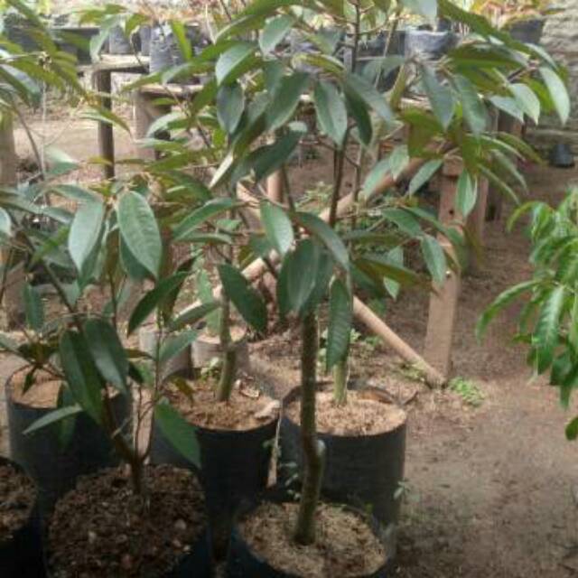 Bibit Durian montong Tinggi 1.4 meter lebih.
