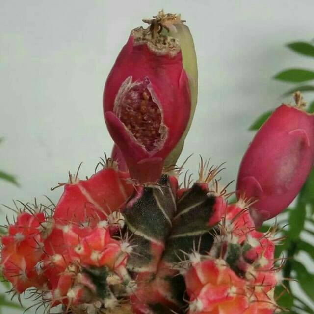 Biji kaktus Gymno Mihanovichii Hybrid 1 (28 Biji )