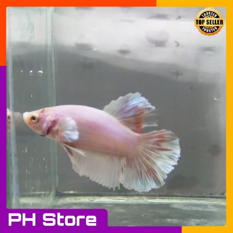 Ikan cupang Halfmoon Big Ear warna putih size M+ hiasan aquarium