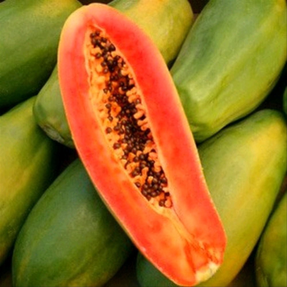 25 benih Pepaya Thailand jumbo