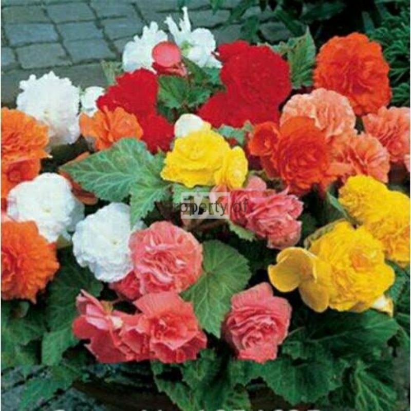 Umbi Bunga Begonia Mawar bunga tumpuk