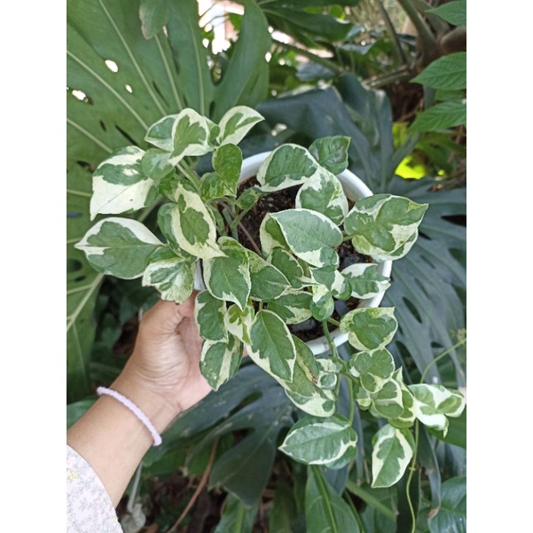 njoy pothos / sirih keong / sirih njoy