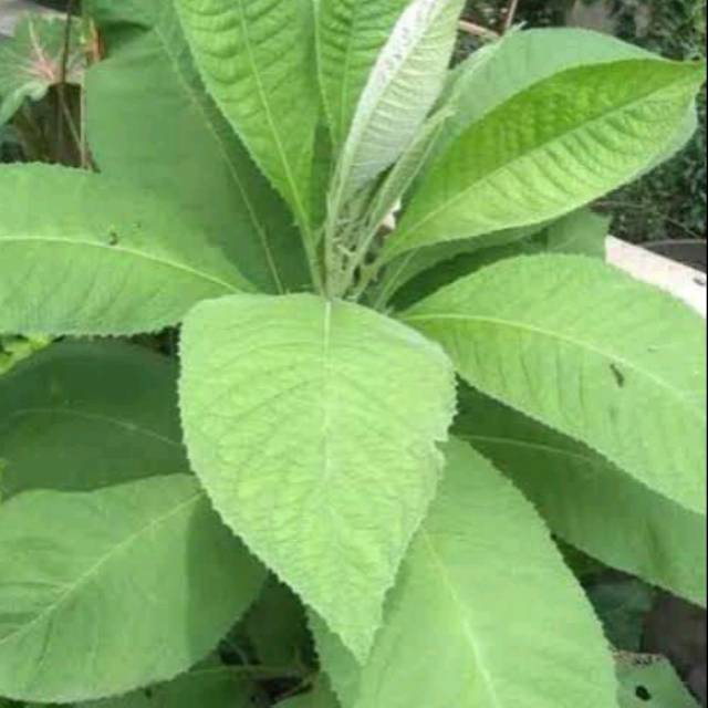 

Daun sembung press(100gram)
