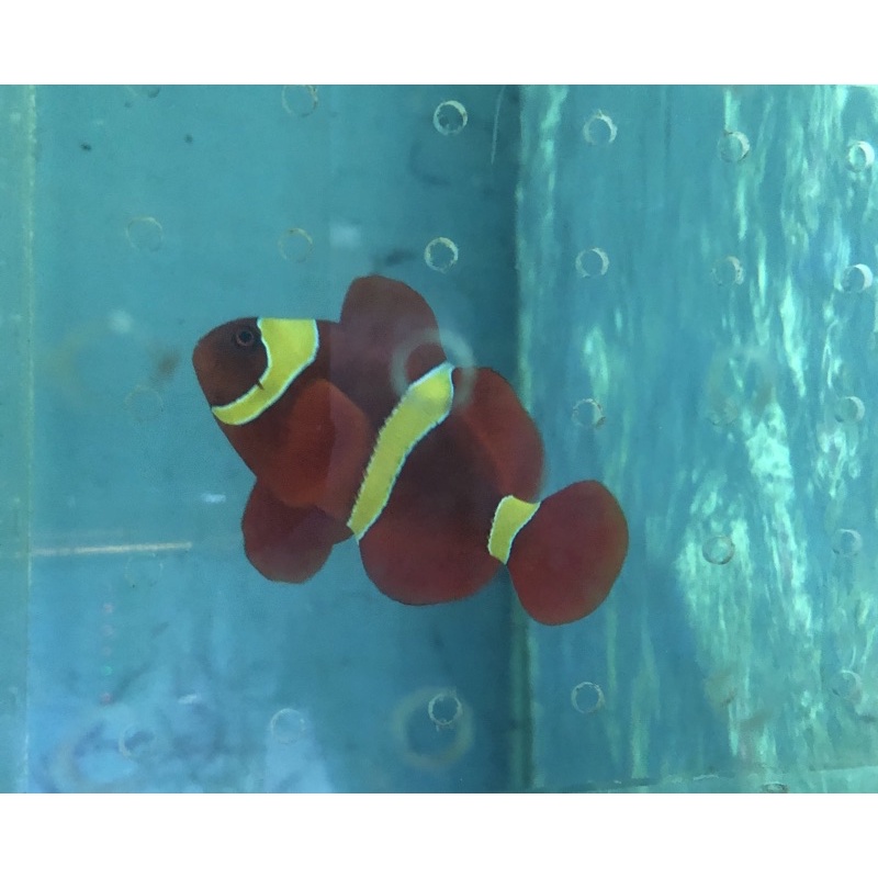 ikan hias laut nemo balong padang