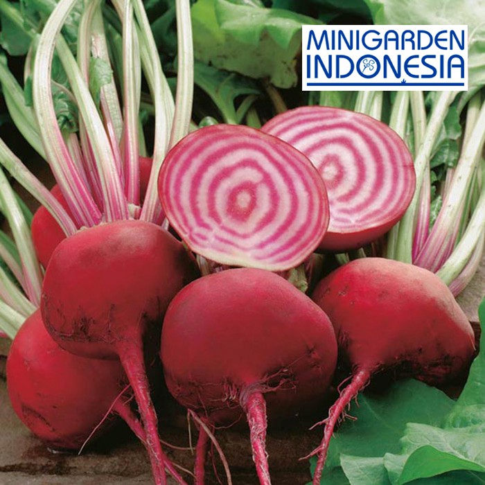 Benih BEETROOT CHIOGGIA 20 BIJI IMPORT  F1 Mr Fothergills bibit tanaman sayur sayuran lobak akar bit