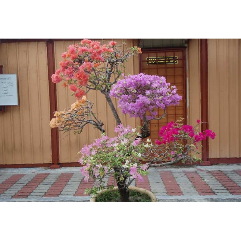 tanaman bibit bunga Bougenville 3 warna/bunga kertas varigata,bogenvil batang kecil