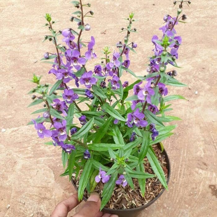 Tanaman Hias Lavender Bunga Ungu / Tanaman Hias / Lavender