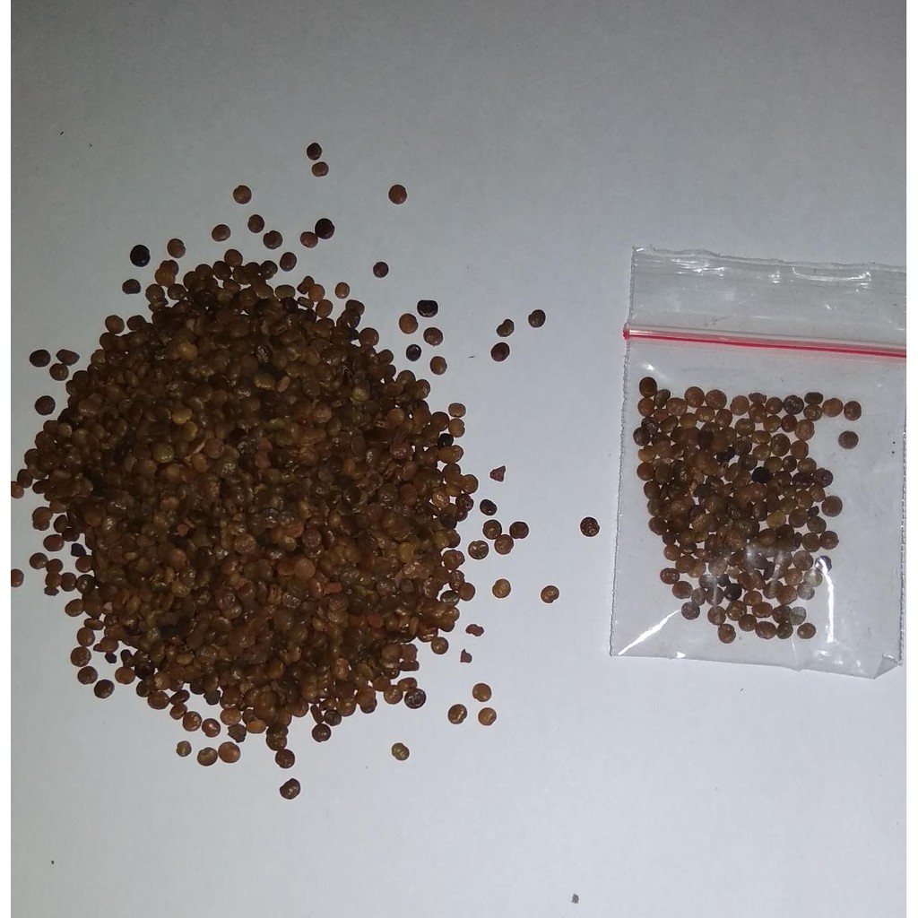 Paket Kaliandra Merah, Kelor, Indigofera 12500