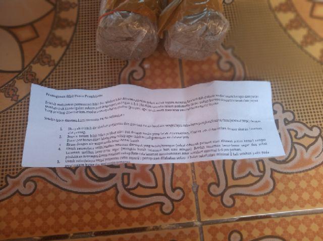 Bibit Anggur Lokal Yellow Belgie