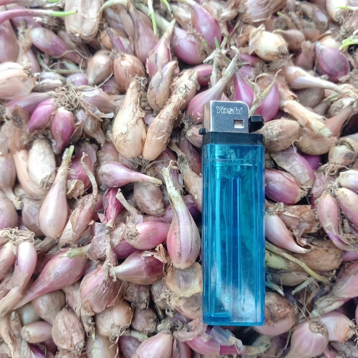 

Promo Bawang Merah Sumenep - Kecil Limited