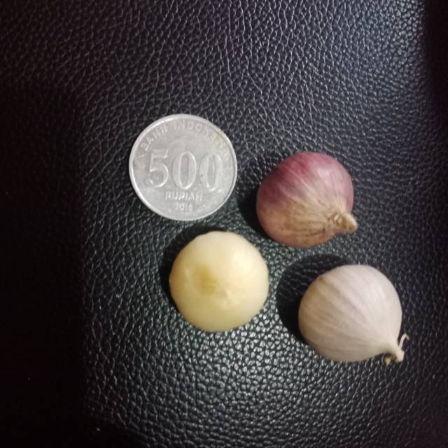 

Bawang putih lanang / tunggal super