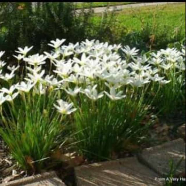 Tanaman Hias Bunga Tulip Putih Pohon Bunga Tulip Shopee Indonesia