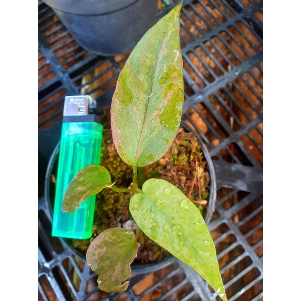 tanaman hias hookeri pink remaja