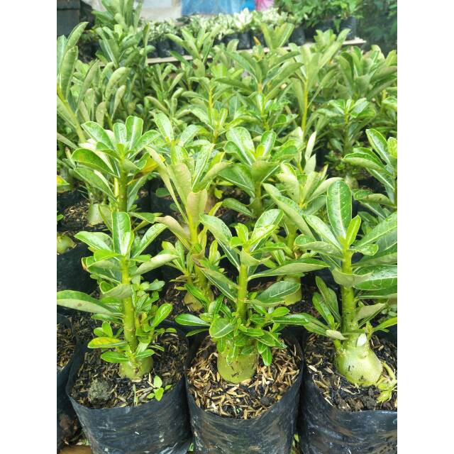 Bibit tanaman hias adenium - Tanaman kamboja jepang