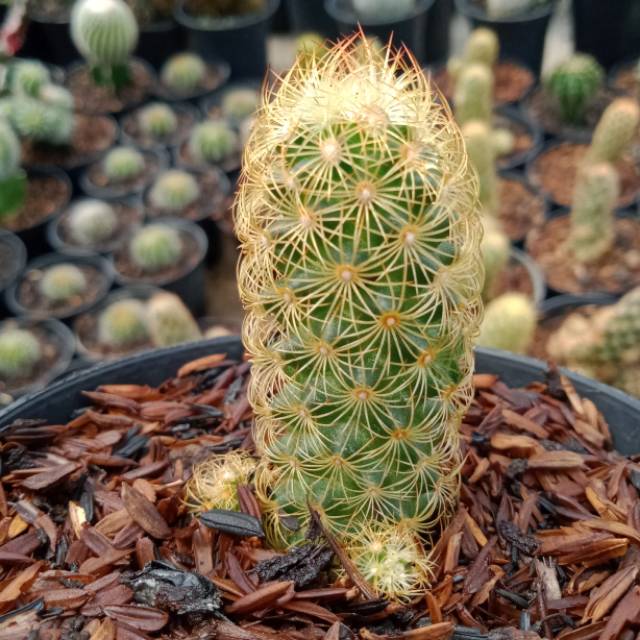 Mammillaria elongata