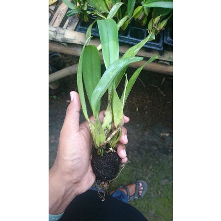 Bulbopyllum Biflorum