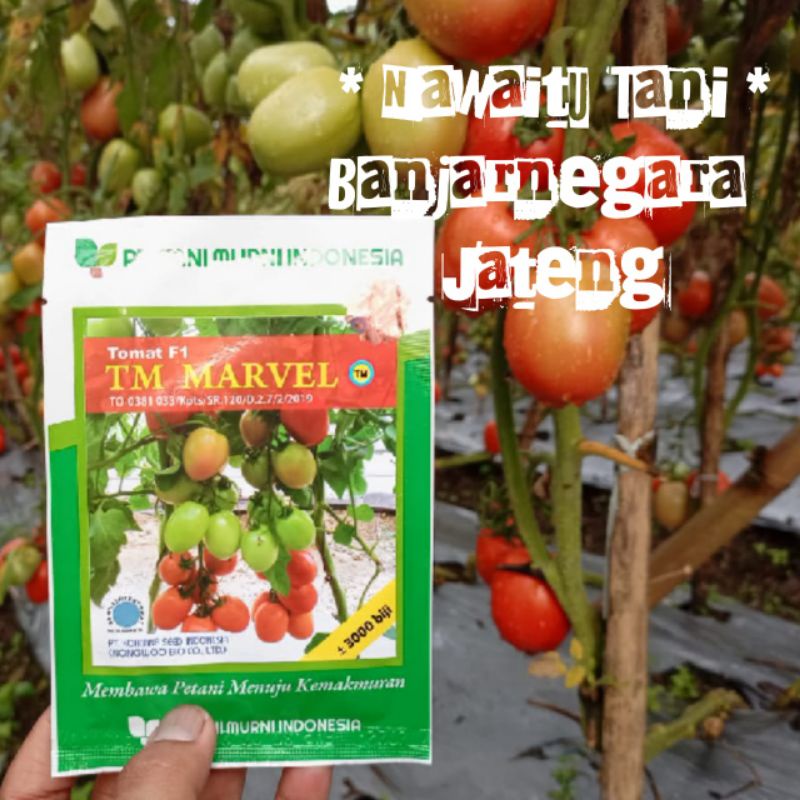 Benih Tomat TM Marvel F1