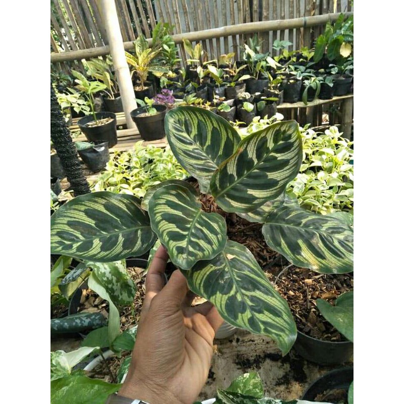 tanaman hias calathea makoyana