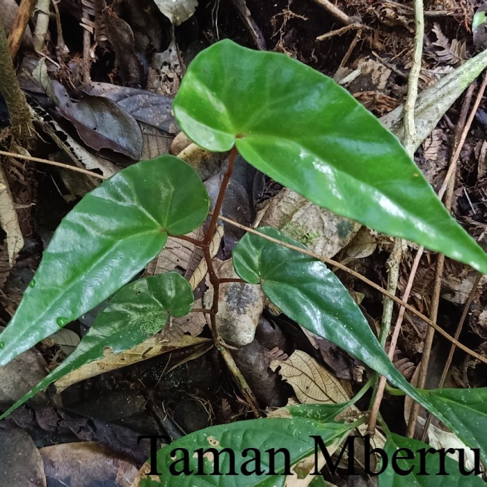 Begonia Simsim Forest# Begonia Hutan Simsim Bunga &amp; Tanaman