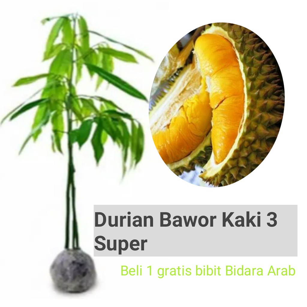 

Durian Bawor Kaki 3 super genjah