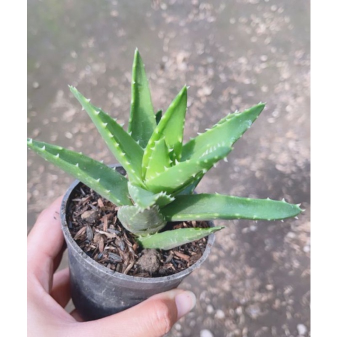 Sukulen Aloe Nobilis