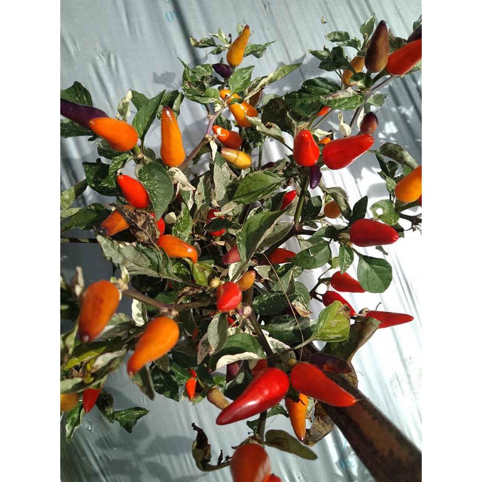 Benih Bibit Biji - Cabai Indonesia Variegata (Hasil Buah Bervariasi) Rainbow Pepper Seeds