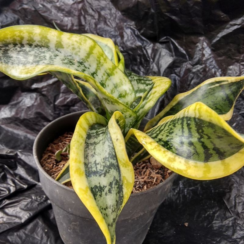 sansivera Twister / sansiveira / lidah mertua twister