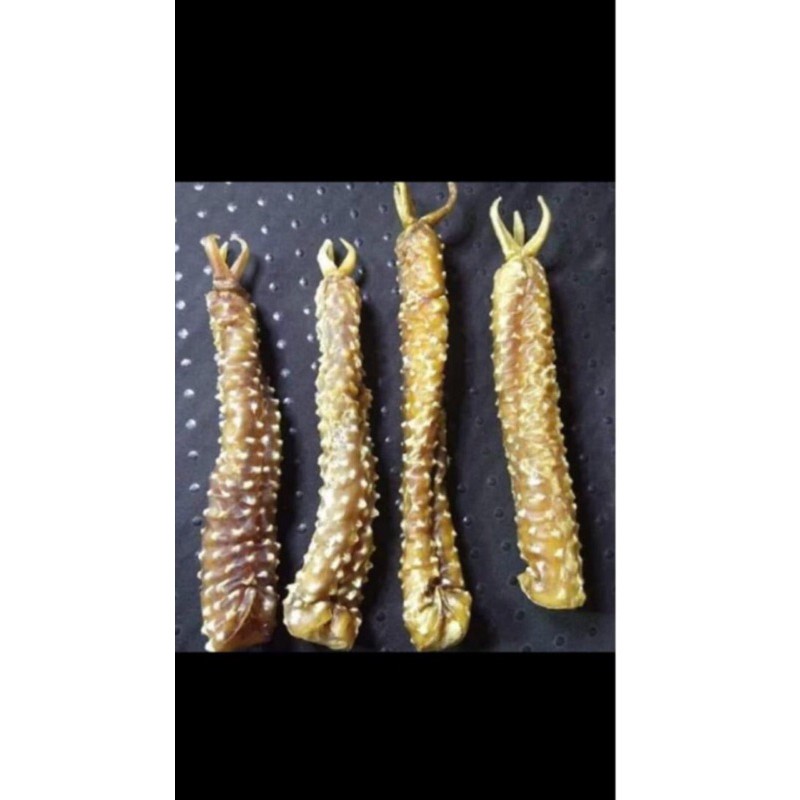 TANGKUR BUAYA kalimantan