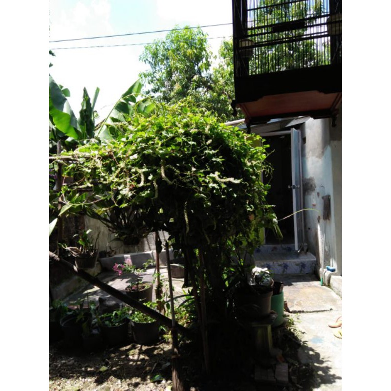 

1 kg Daun binahong hijau segar fresh