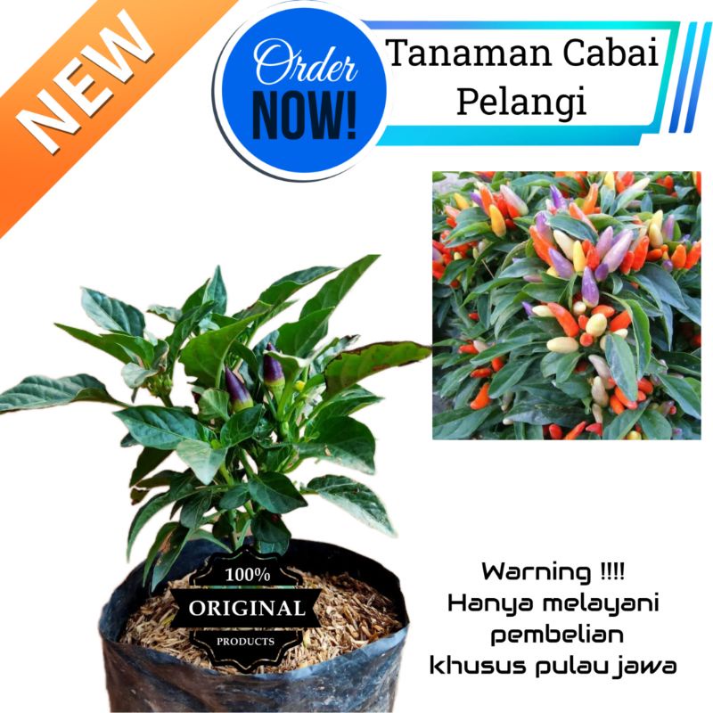 Tanaman hidup Bibit Cabai Pelangi - bibit cabe Pelangi - Cabai Pelangi - Cabe Pelangi