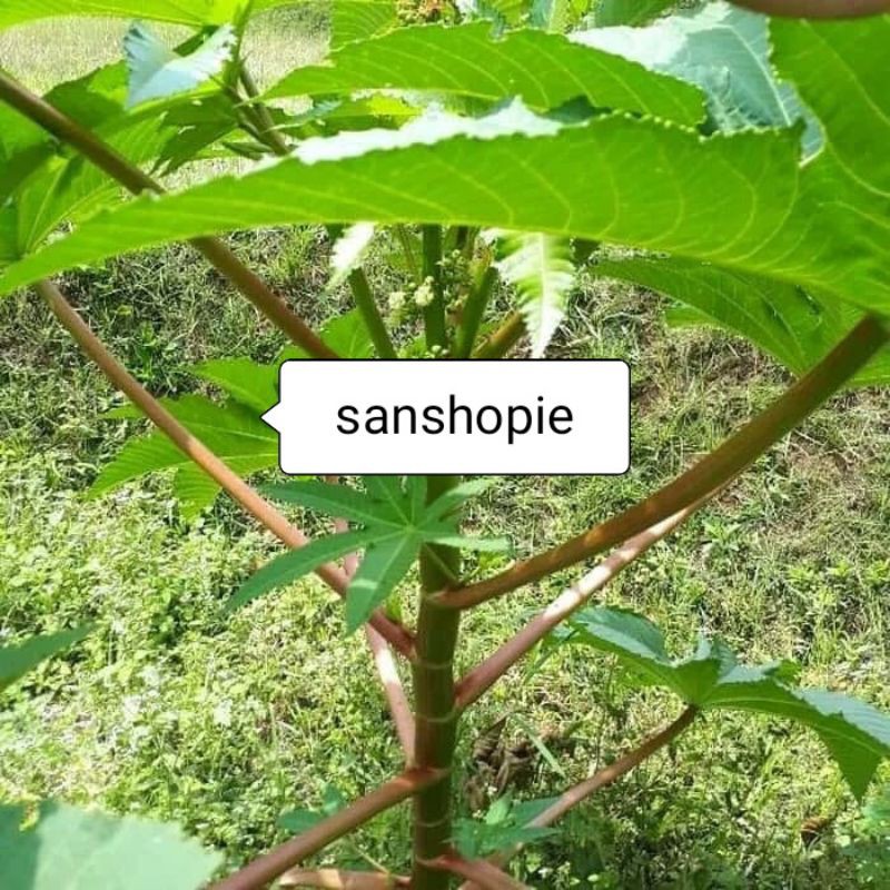 

Daun kaliki Jarak Merah Paket 500 gram