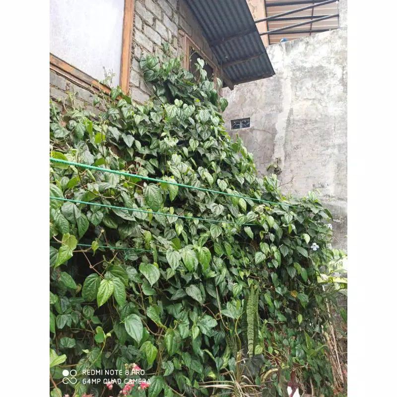 Bibit Sirih Hijau Tanaman Sirih Hijau Daun Pohon Sirih Hijau Bibit Daun Sirih Hijau