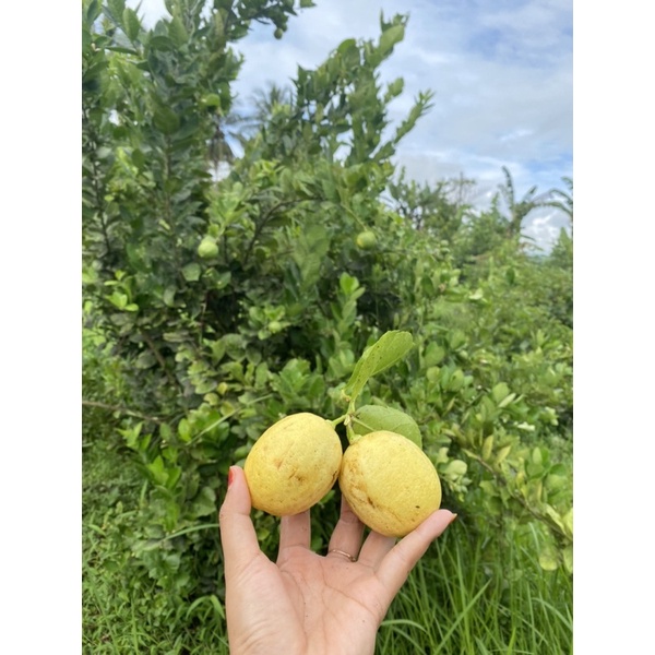 

Buah Jeruk Lemon