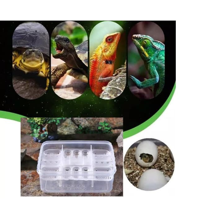 Inkubator tray media tetas telur telor reptil reptile gecko tortoise