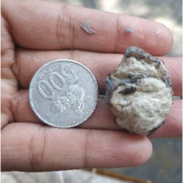 

Jual Pulut Kualitas terbaik