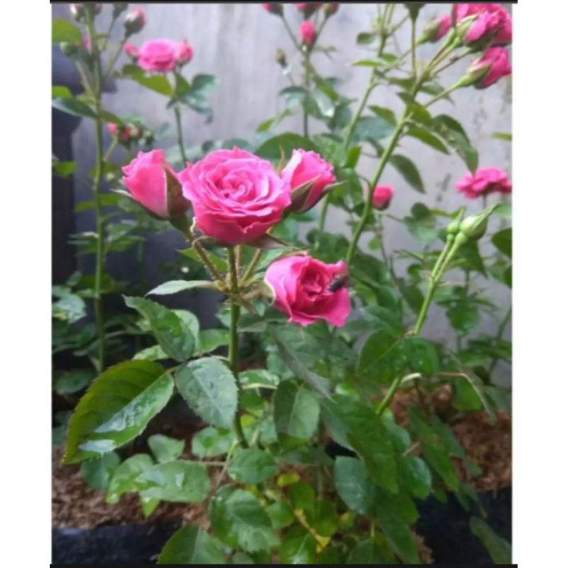Bibit bunga mawar cilember holland