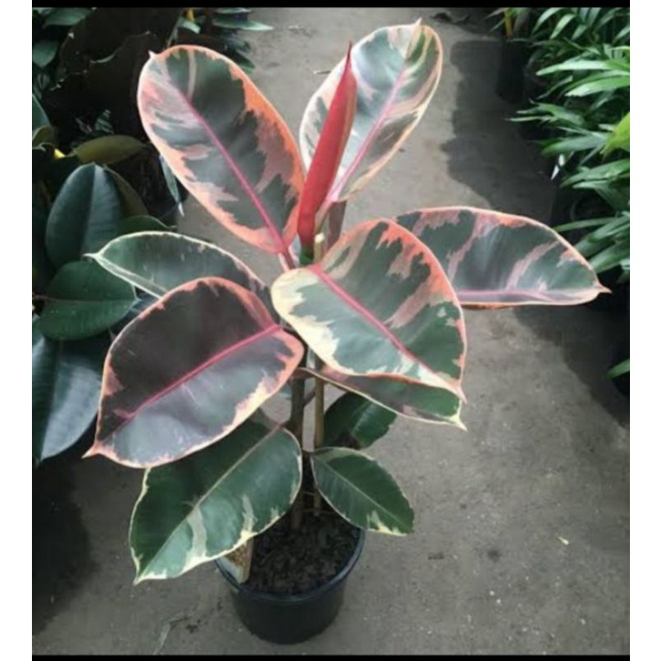 Tanaman hias pohon karet kebo ruby,tanaman picus elastica ruby,bibit pohon karet kebo