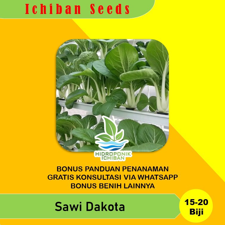 Benih Bibit Biji SAWI DAKOTA Kemasan Seribuan