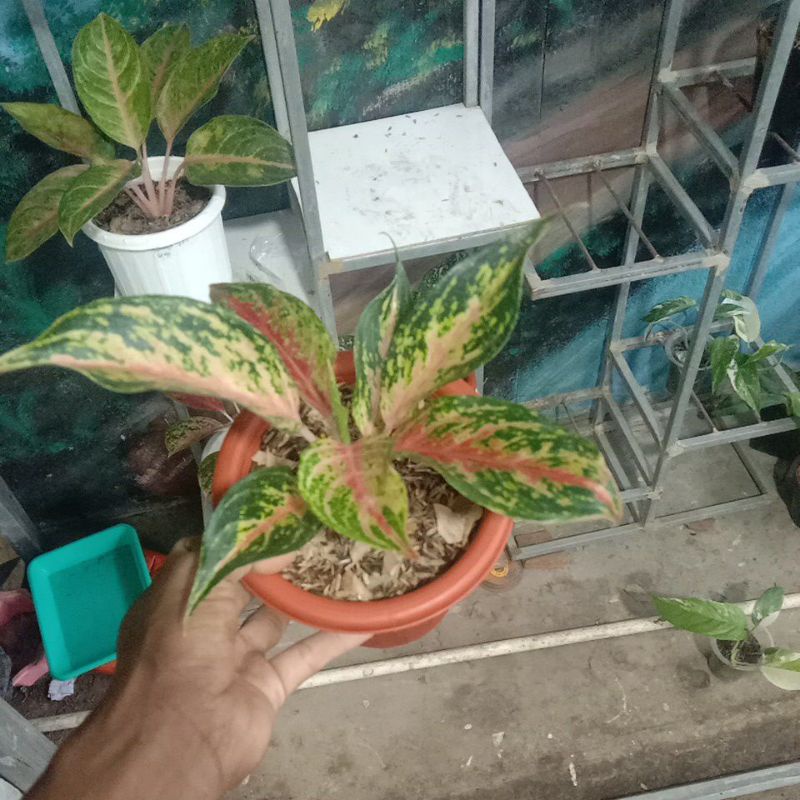 aglonema rindu