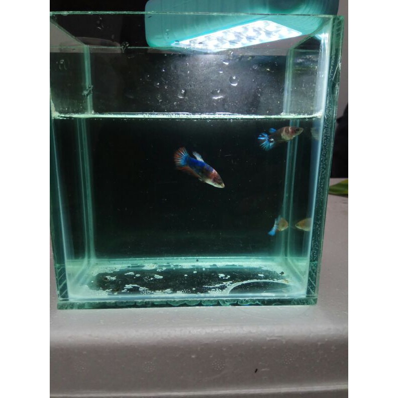 

Ikan Cupang Fancy Orange Base