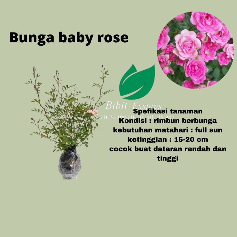 Bibit tanaman mawar baby rose / mawar baby rose