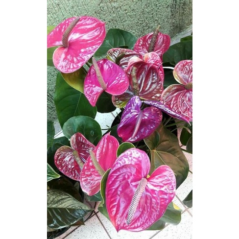 TANAMAN HIAS ANTHURIUM MICKEY MOUSE BLINK PURE