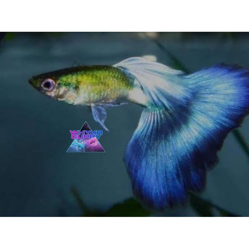 

Ikan Guppy Blue Diamond