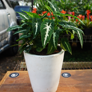 Syngonium Wendlandii Schott Tanaman hias singonium Syngonium Wendlandii Schott Tanaman hias singonium