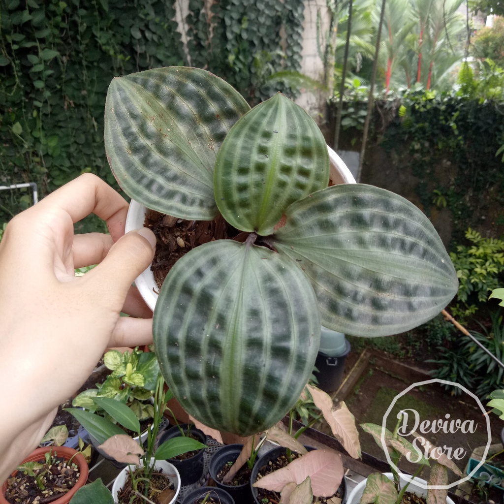 Tanaman Hias Pacing Kura