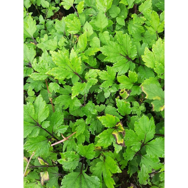 Bibit Purwaceng Gunung, Antanan Gunung, Purwoceng, Pimpinella pruatjan