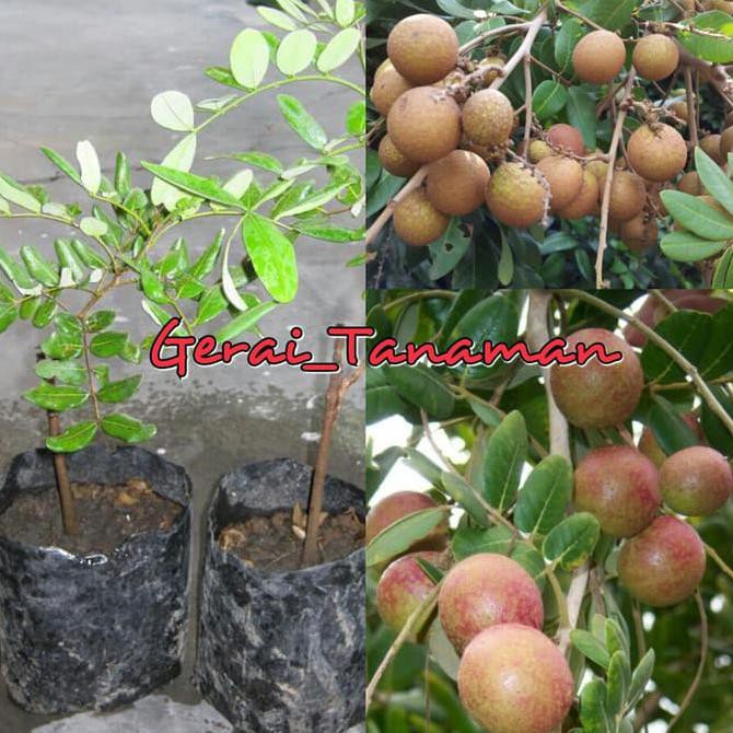 Asli Bibit Kelengkeng Bangkok Pimpong